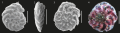 Rotaliammina fidicularis Brönnimann & Zaninetti, 1984 from NE Brazilian coast. Scale = 50 μm. SOURCE: Disaró et al. (2022)