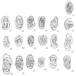 Glomospira sinensis Ho, 1959