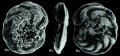 Coronatoplanulina okinawaensis Ujiié, 1990
