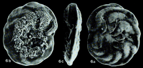 Coronatoplanulina okinawaensis Ujiié, 1990