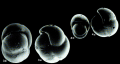 Pulleniella asymmetrica Ujiié, 1990