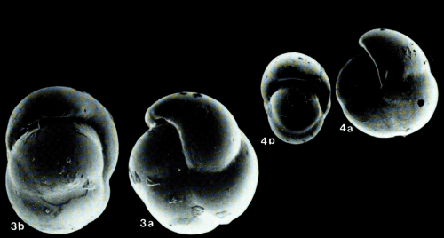 Pulleniella asymmetrica Ujiié, 1990