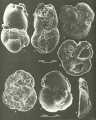 Quasicibicides anderseni Rosen, 1985
