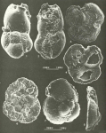 Quasicibicides anderseni Rosen, 1985