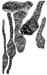 Neomurciella butterlini Fleury & Fourcade, 1987