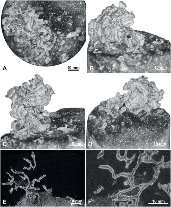 Fluxaphilia mollis Gooday, Ishitani, Chen, Richirt, Seike, Yamashita, Tsuchiya &amp; Nomaki, 2026