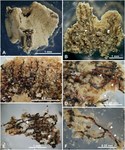 Fluxaphilia mollis Gooday, Ishitani, Chen, Richirt, Seike, Yamashita, Tsuchiya & Nomaki, 2026