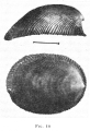 Patella galathea Lamarck, 1819
