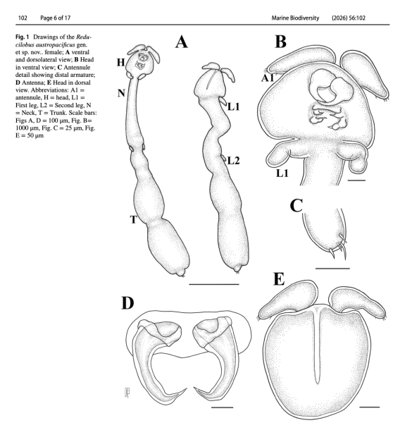 Reducilobus austropacificus