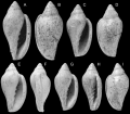 Marginella pannonica Vicián & Z. Kovács, 2026