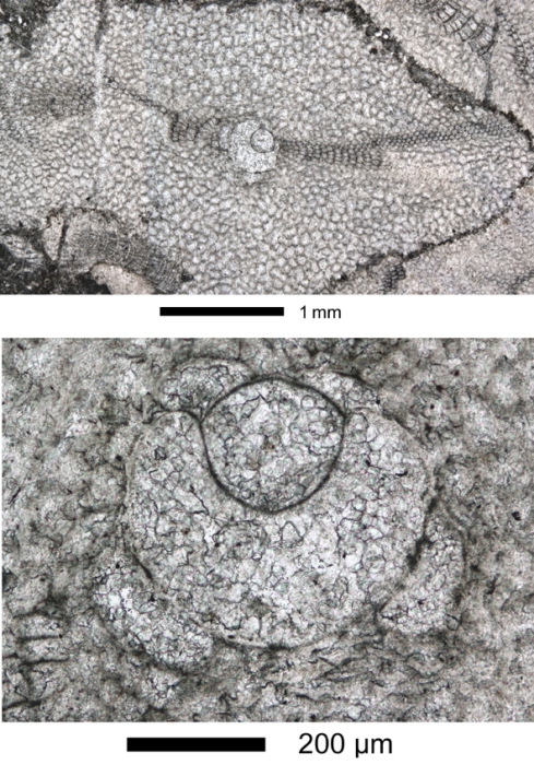 Virgasterocyclina ferrandezi subsp. lessi Ferràndez-Cañadell &amp; Baumgartner-Mora, 2023   