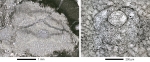 Virgasterocyclina ferrandezi subsp. lessi Ferràndez-Cañadell & Baumgartner-Mora, 2023   