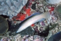 Pseudochromis punctatus