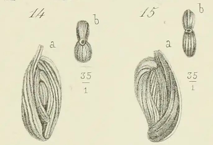 Spiroloculina grata Terquem, 1878