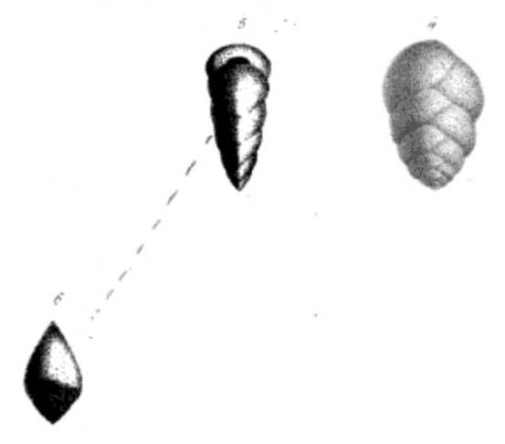 Textularia gramen d'Orbigny, 1846