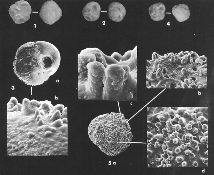 Asterigerinata adriatica Haake, 1977
