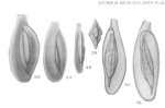 Adelosina cliarensis (Heron-Allen & Earland, 1930)