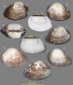 Anadara adiastola