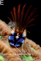 Citation:
Benny K K Chan, Niklas Dreyer, Andy S Gale, Henrik Glenner, Christine Ewers-Saucedo, Marcos Pérez-Losada, Gregory A Kolbasov, Keith A Crandall, Jens T Høeg, The evolutionary diversity of barnacles, with an updated classification of fossil and living forms, Zoological Journal of the Linnean Society, Volume 193, Issue 3, November 2021, Pages 789–846, https://doi.org/10.1093/zoolinnean/zlaa160