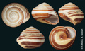 Helix nemoralis