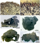 Claraclippia seminuda Gooday & Holzmann, 2024