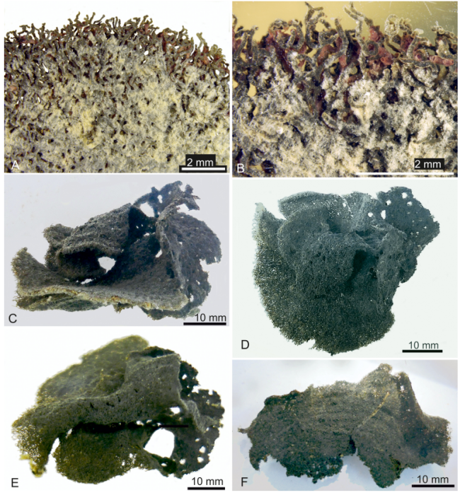 Claraclippia seminuda Gooday &amp; Holzmann, 2024