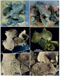 Claraclippia seminuda Gooday & Holzmann, 2024