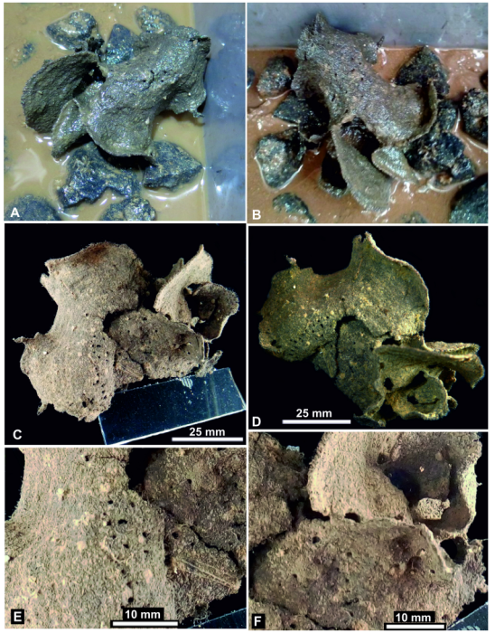 Claraclippia seminuda Gooday &amp; Holzmann, 2024