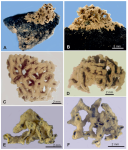Stereodiktyoma mollis Gooday & Holzmann, 2024
