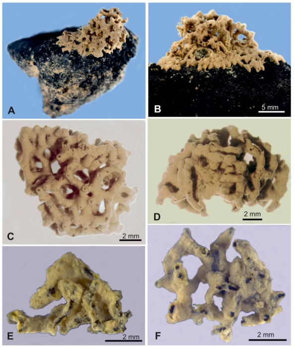 Stereodiktyoma mollis Gooday &amp; Holzmann, 2024