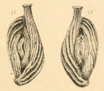 Sigmoilina costata Schlumberger, 1893