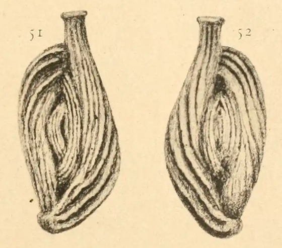 Sigmoilina costata Schlumberger, 1893