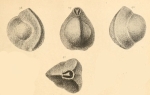 Triloculina marioni Schlumberger, 1893