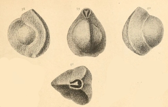 Triloculina marioni Schlumberger, 1893