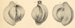 Massilina annectens Schlumberger, 1893