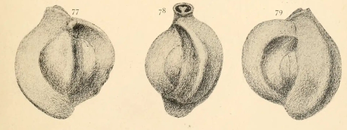Massilina annectens Schlumberger, 1893