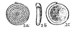 Spirillina concavoconvexa Galloway & Ryniker, 1930