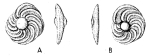Goupillaudina lecointrei Marie, 1958