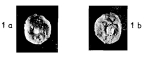 Goupillaudina lecointrei Marie, 1958