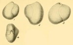 Sigmoilina obesa Heron-Allen & Earland, 1932