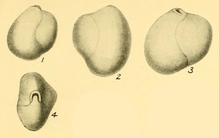 Sigmoilina obesa Heron-Allen &amp; Earland, 1932