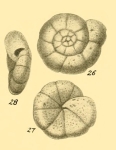 Trochammina glabra Heron-Allen & Earland, 1932