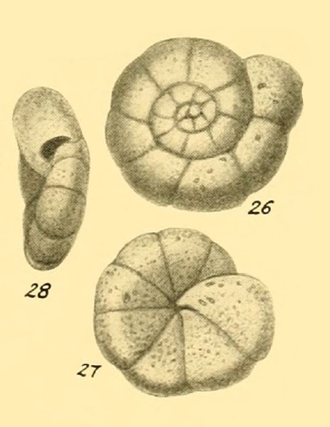 Trochammina glabra Heron-Allen &amp; Earland, 1932