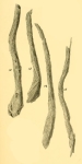Hyperammina clavigera Heron-Allen & Earland, 1932