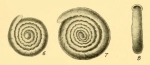Cornuspira denticulata Heron-Allen & Earland, 1932