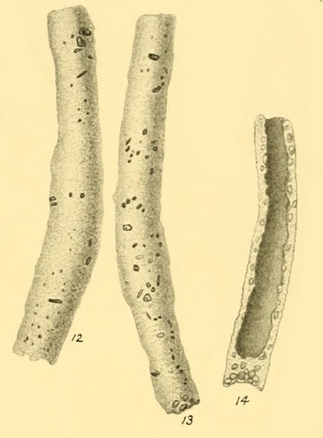 Hyperammina malovensis Heron-Allen &amp; Earland, 1932