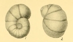 Bulimina auricula Heron-Allen & Earland, 1932