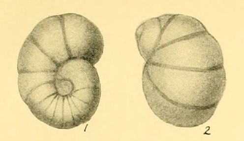 Bulimina auricula Heron-Allen &amp; Earland, 1932