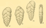 Bolivina malovensis Heron-Allen & Earland, 1932