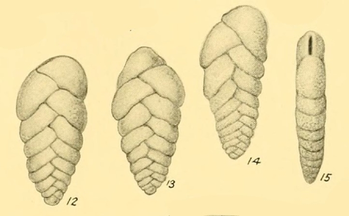Bolivina malovensis Heron-Allen &amp; Earland, 1932